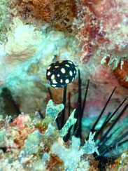  © Deshaies,  Buceo: Cyril Desrousseaux, Calipso Plongée 