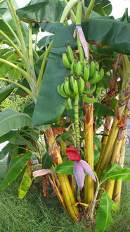 Bananenblüte
