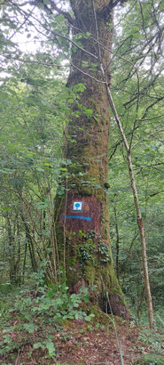 Arbre Remarquable avec le pictogramme réalisé par A.R.B.R.E.S. Beau Chêne, circonférence 4.10m Forêt du Bager d'Oloron