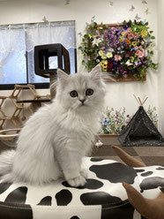 ミヌエット　仔猫　販売　京都　長毛