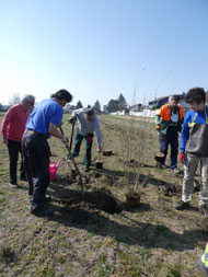 Eine neue Hecke wird gepflanzt