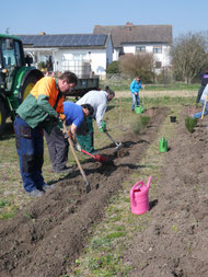 Eine neue Hecke wird gepflanzt