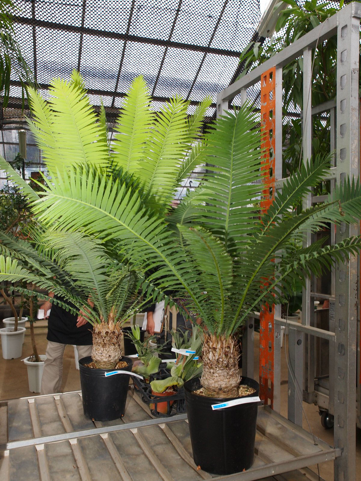 最適な価格 ディオーン スピヌロスム入荷！ - 鉢物・観葉植物・花・樹木など その他観葉植物