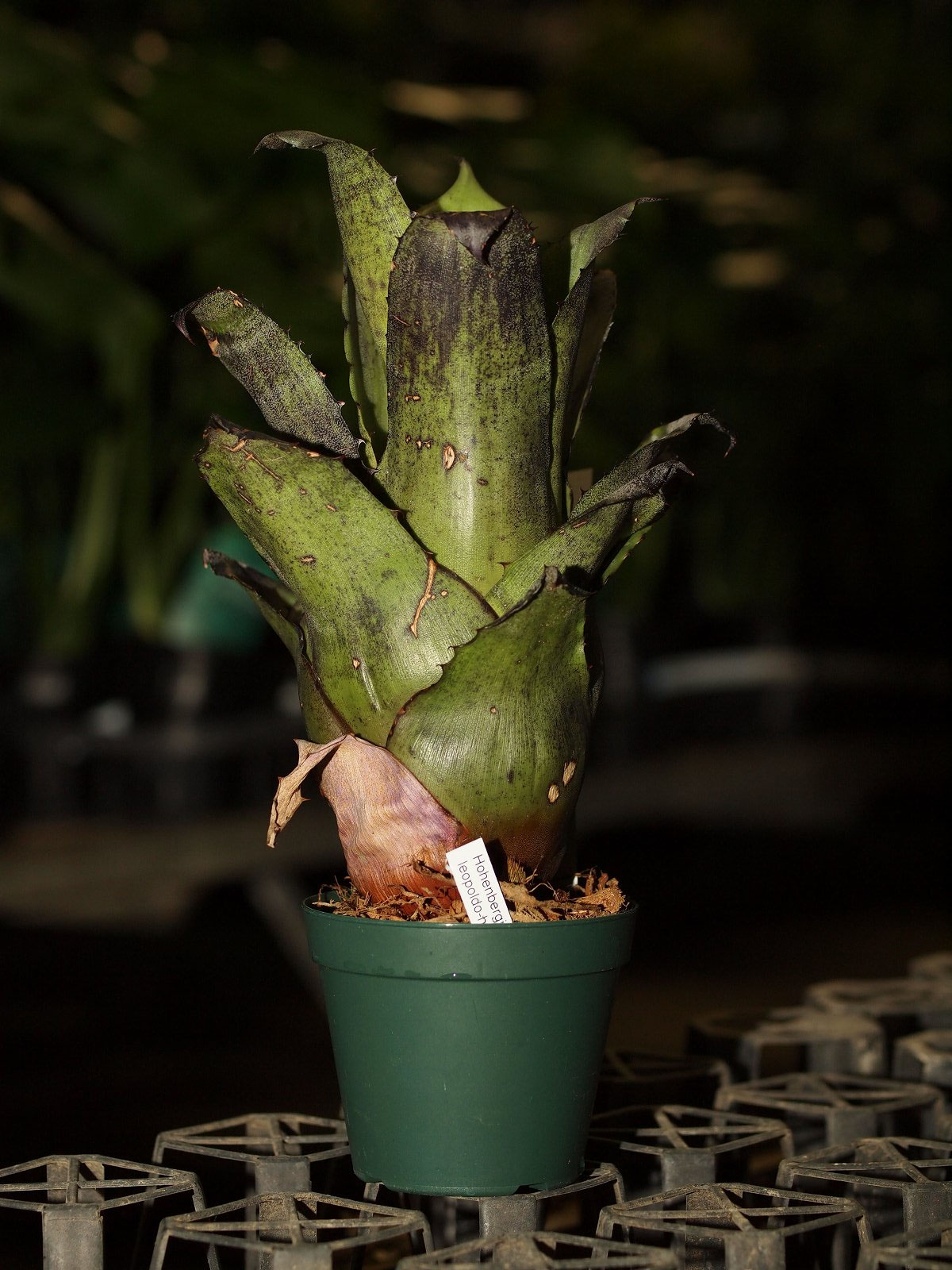 ﾎﾍﾝﾍﾞﾙｷﾞｱ ﾚｵﾎﾟﾙﾄﾞﾎﾙｽﾃｨ - 鉢物・観葉植物・花・樹木などの卸売は村田