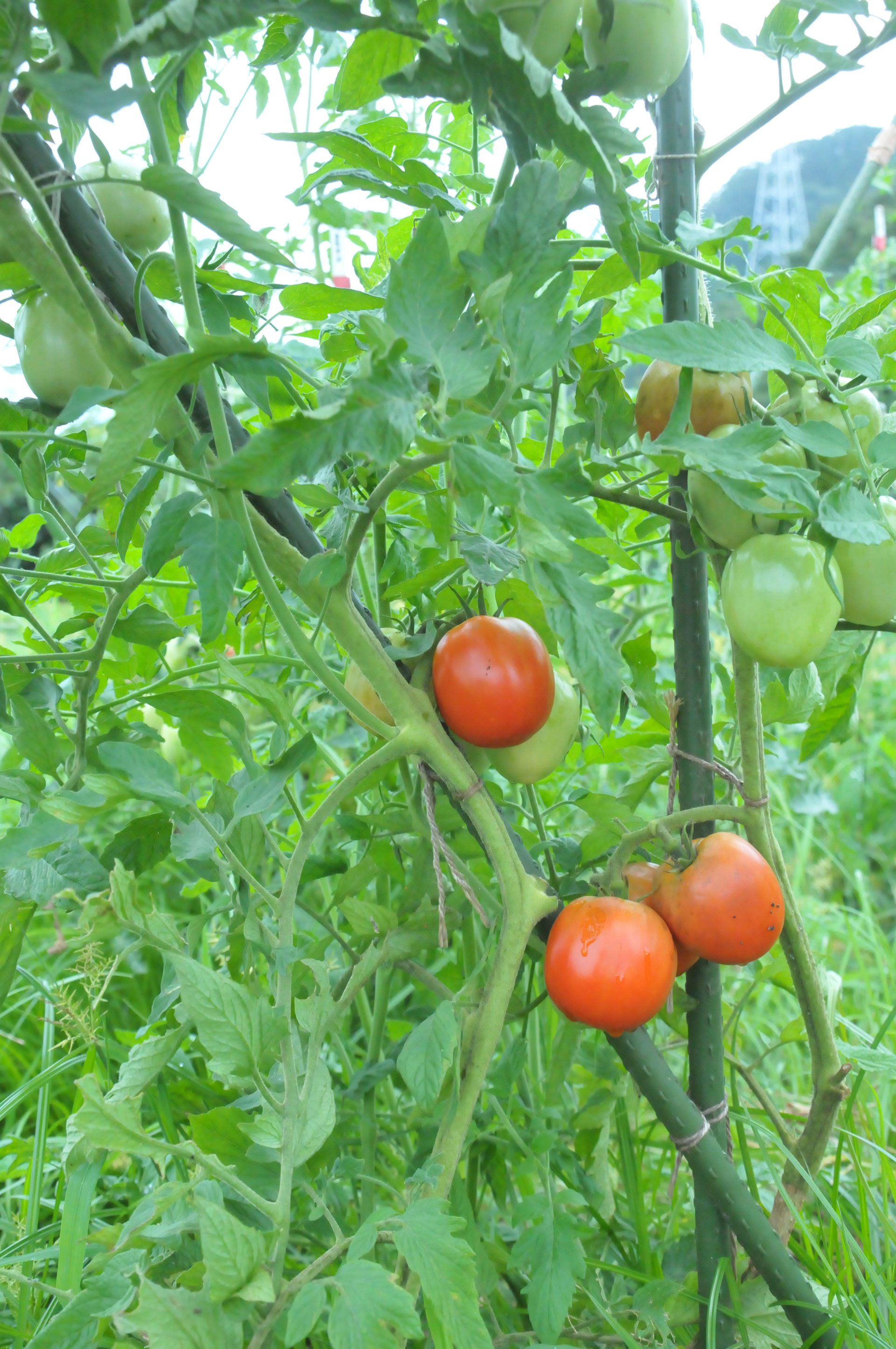 バリトマトの種(自然栽培・固定種) 固定種の野菜紹介【トマト編
