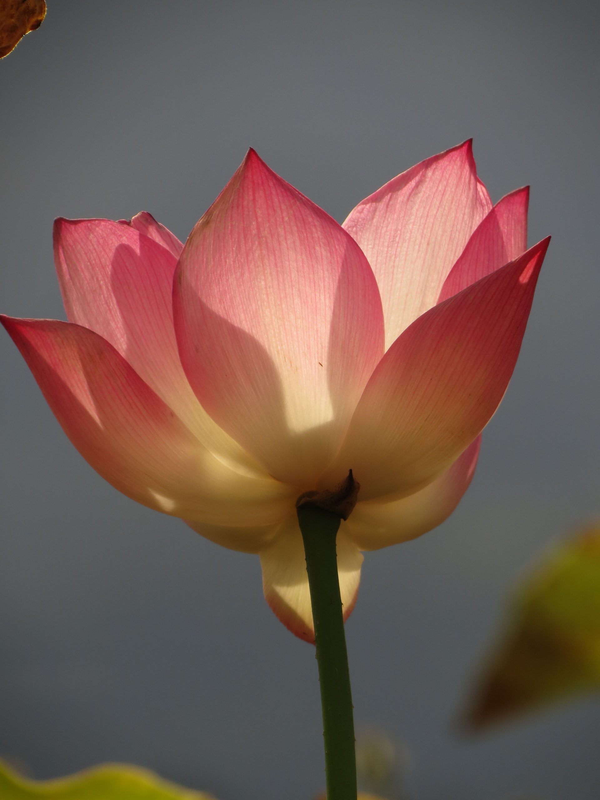 (c) Lyarea-lotuswelten.com