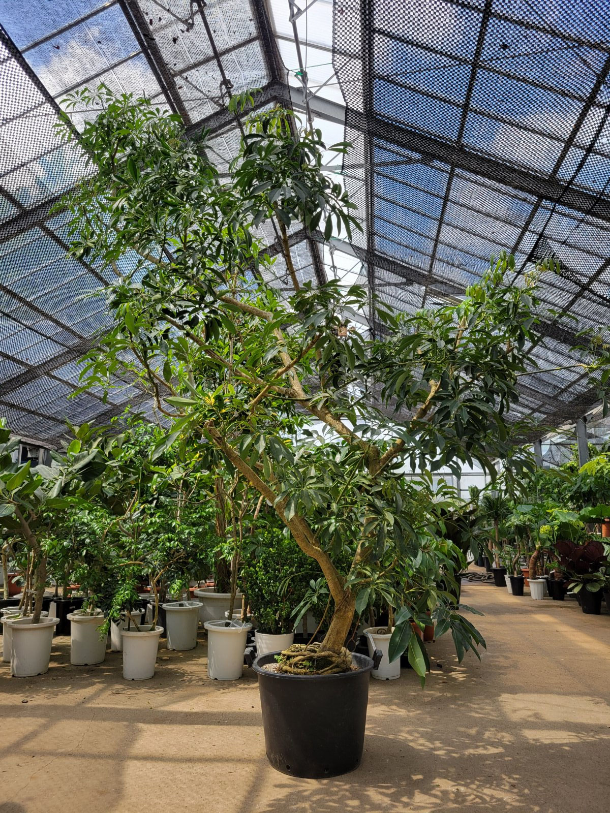 シェフレラ大量入荷！ - 鉢物・観葉植物・花・樹木などの卸売は村田永