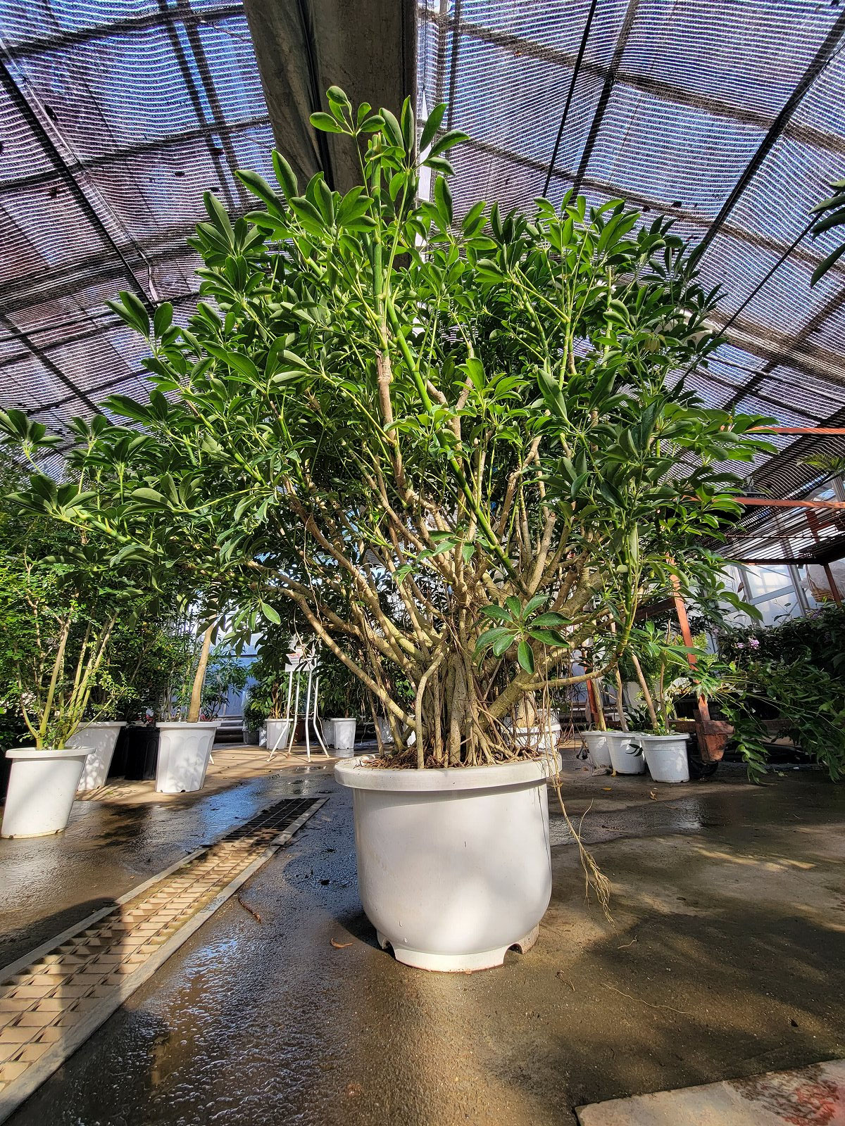 八丈島育ちのシェフレラ - 鉢物・観葉植物・花・樹木などの卸売は村田