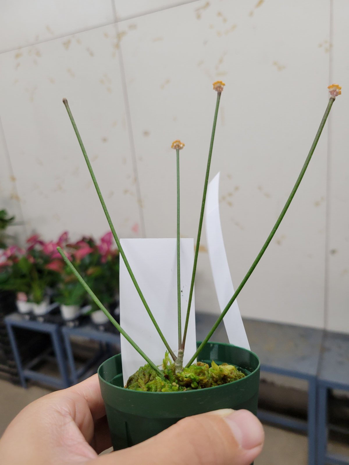 珍しいホヤ スパルティオイデス - 鉢物・観葉植物・花・樹木など 珍しいホヤ スパルティオイデス - 鉢物・観葉植物・花・樹木など