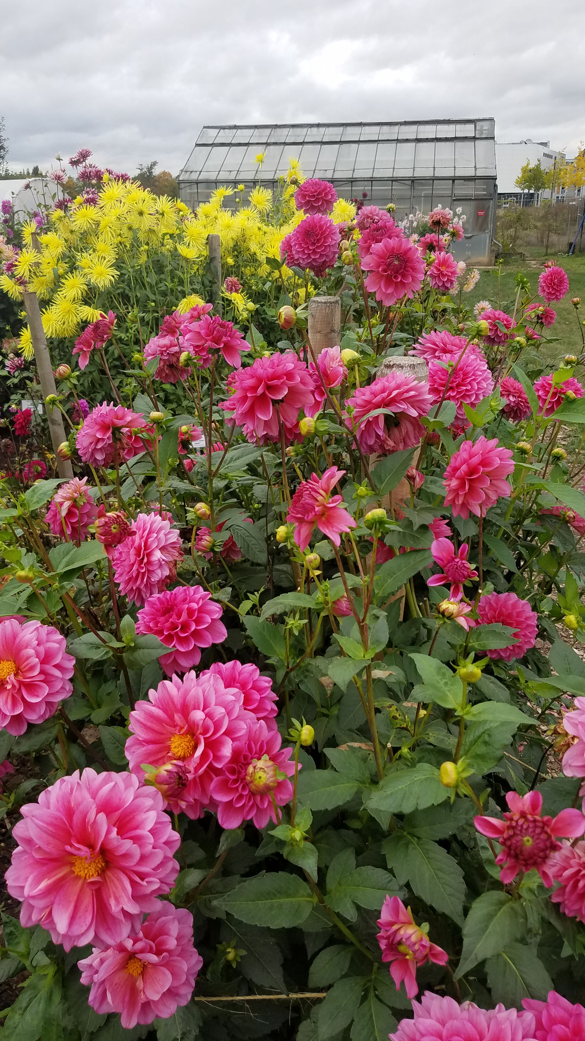 Dahlien im NutzpflanzenGarten Bonn für alle