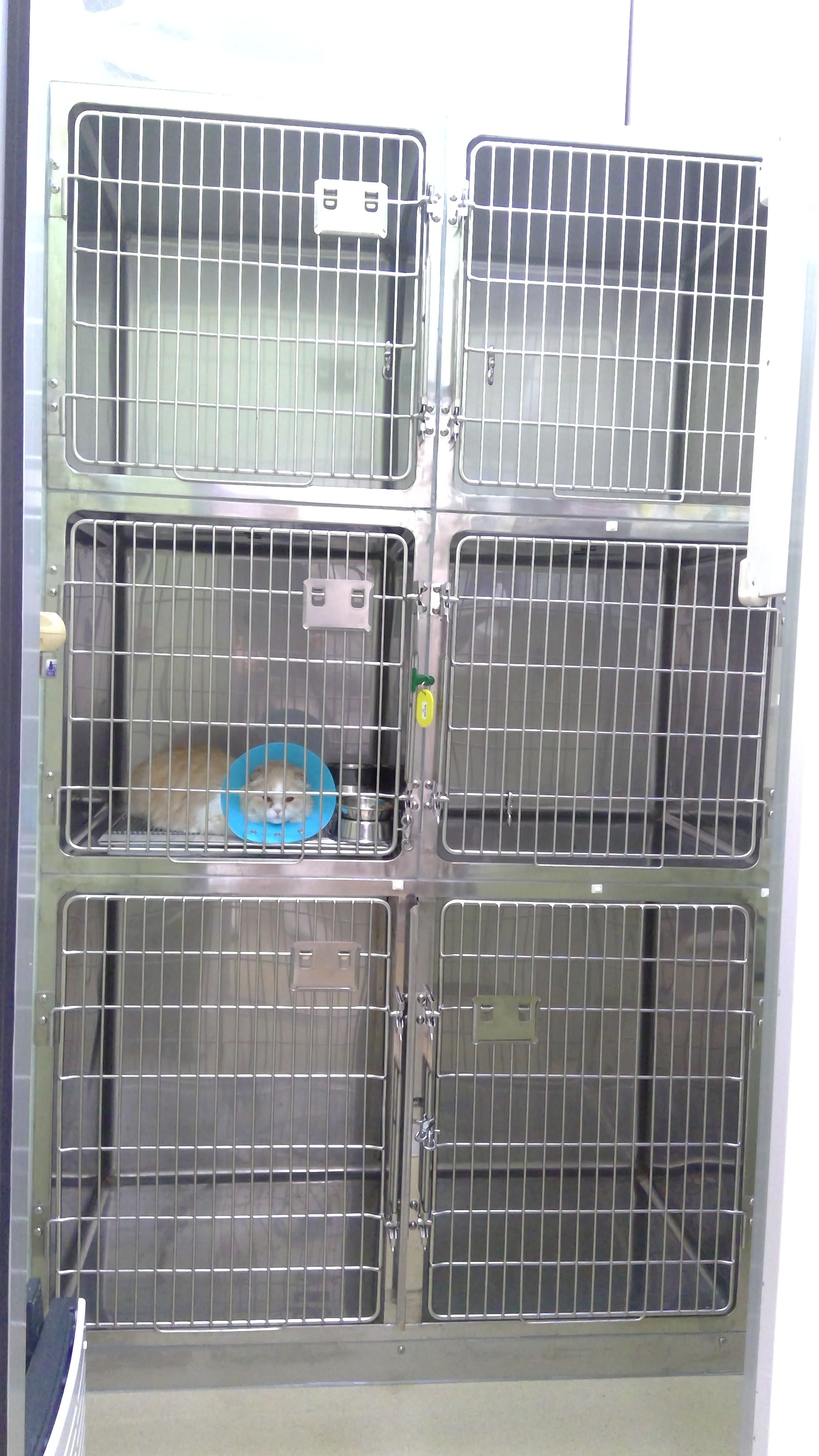年1月28日 ネコちゃん部屋完成 横浜市中区阪東橋 南区黄金町 吉野町 犬猫馬の診療 ペットホテル 年1月28日 ネコちゃん部屋完成 横浜市中区阪東橋 南区黄金町 吉野町 犬猫馬の診療 ペットホテル