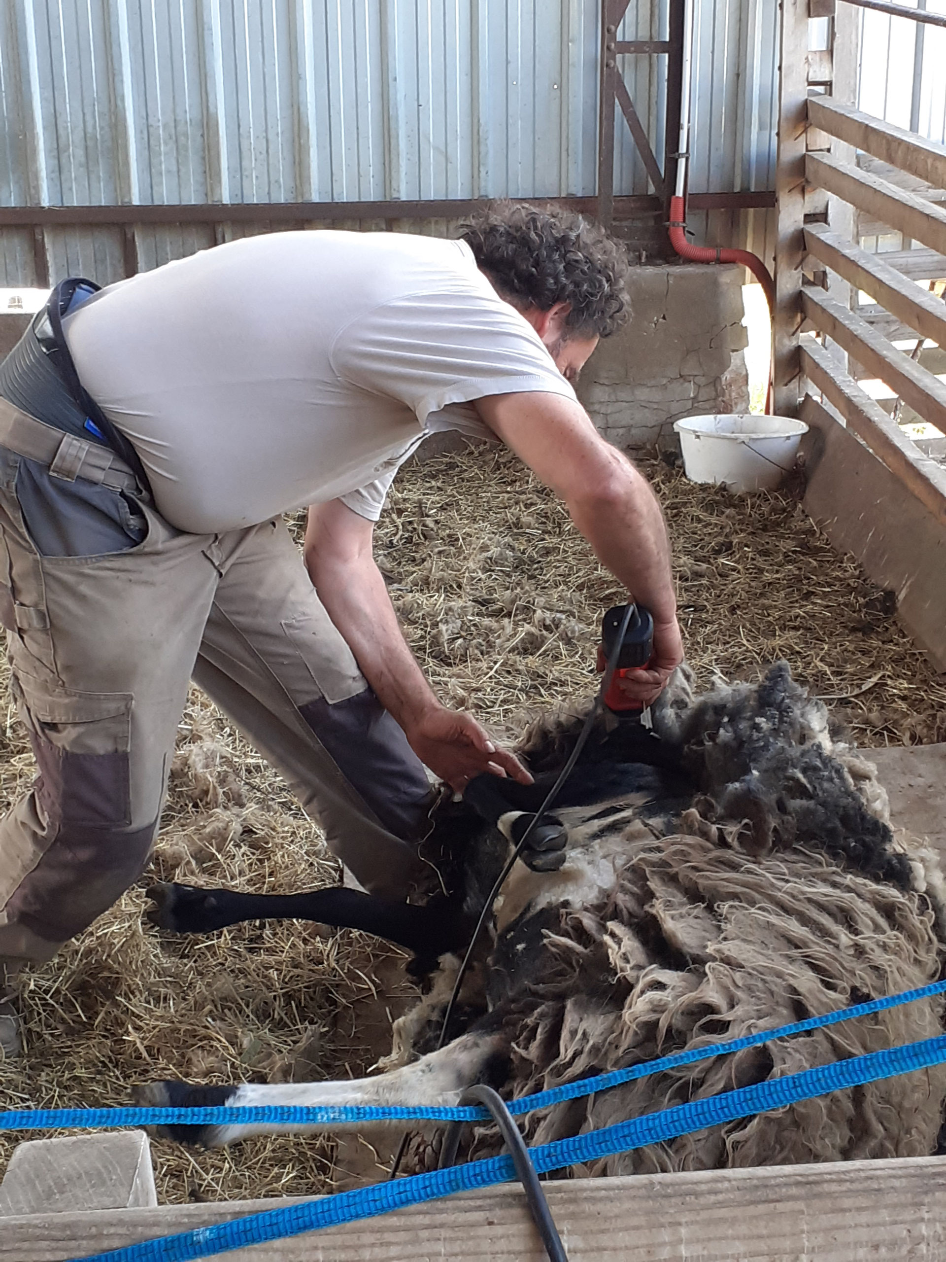 La tonte des moutons - Ferme Biologique et Pédagogique Saute-Mouton à Tigy