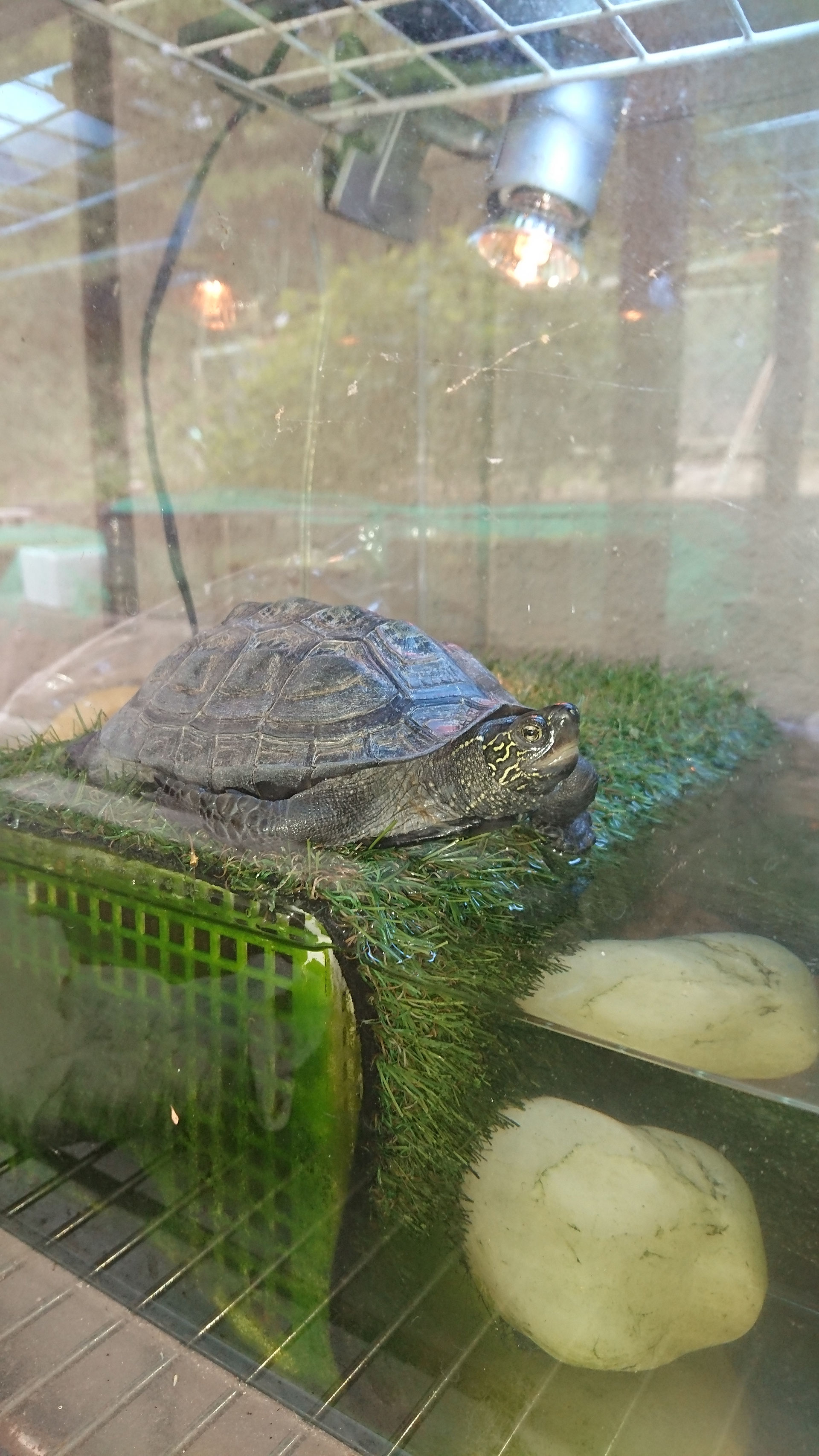 飼育日記 亀の飼い方 飼育方法