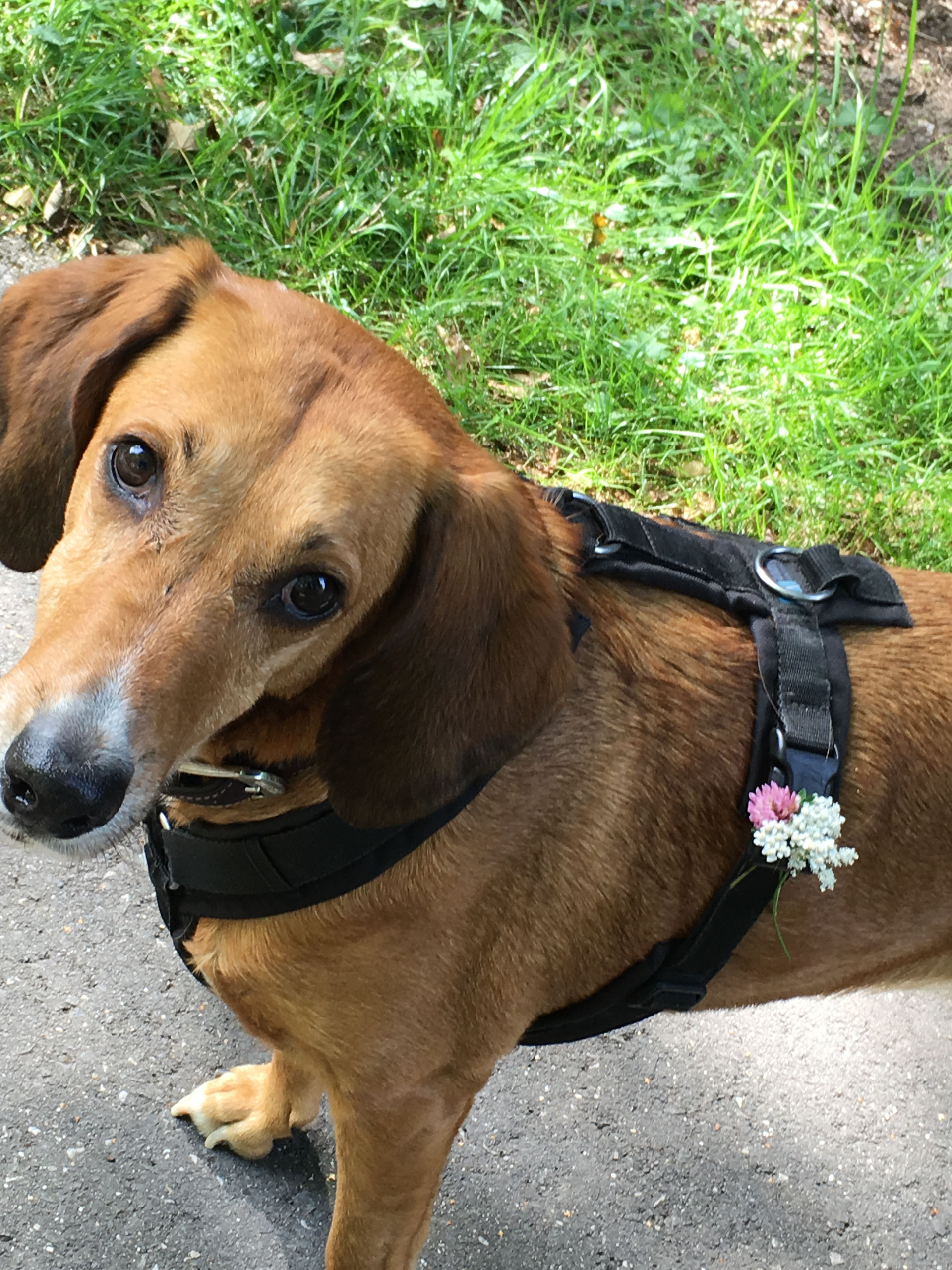 DertutnixHund im Training Christine Middendorf Hundepsychologin