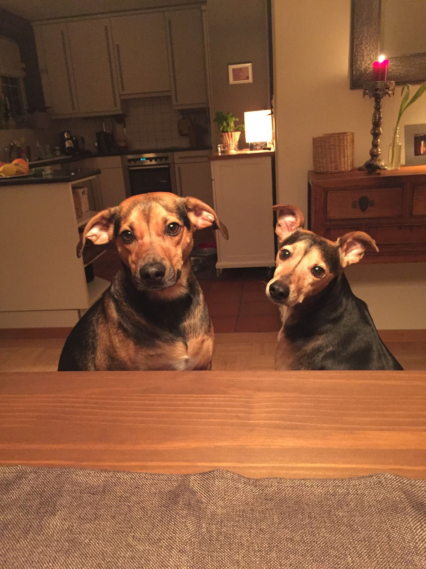 "Der Hund ist, was er isst..." - Gsundhund Hundeernährungsberatung