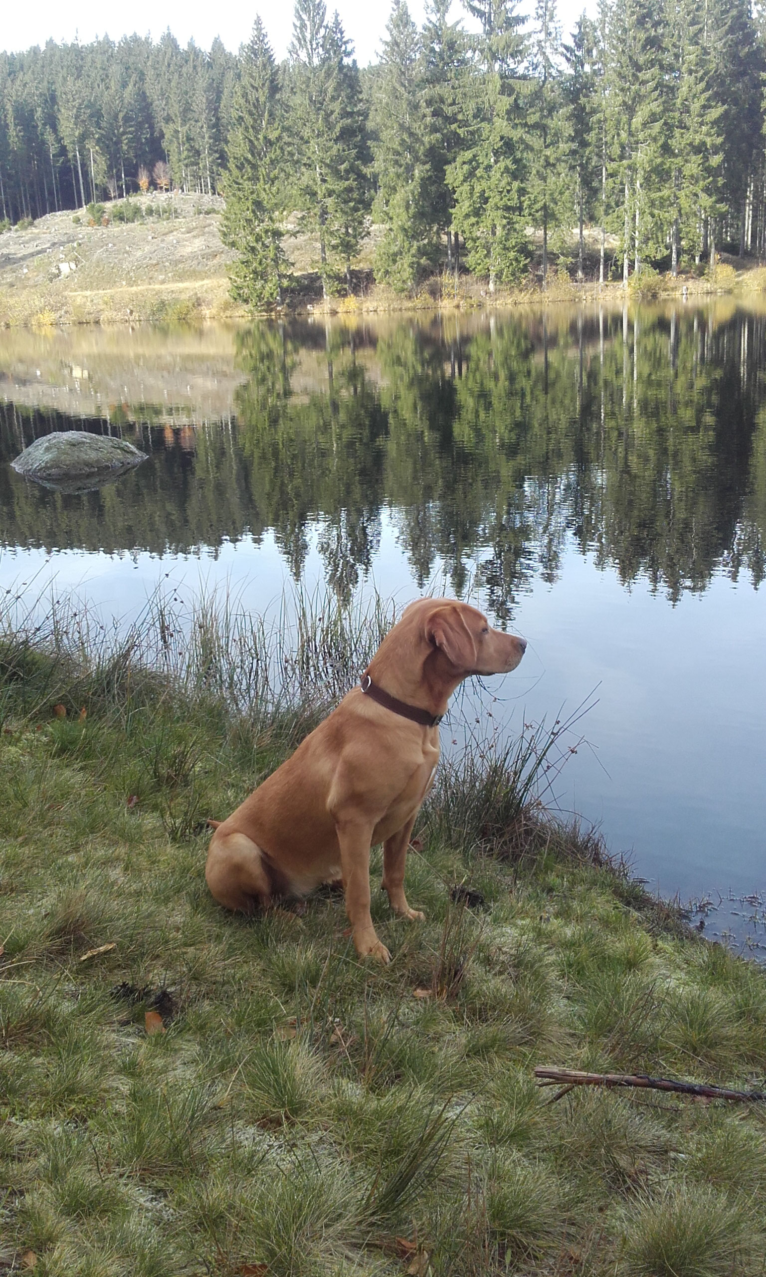 Iva Of Roughcorner Castle Das Bin Ich Foxred Labrador Marienlindes Webseite