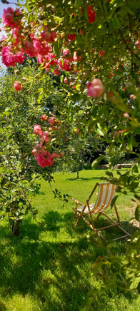 A l'ombre du rosier 