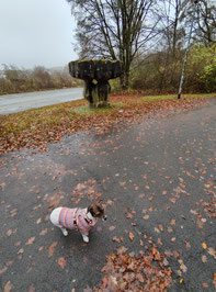 nach Wölfen wie Dobby (hier mit der Skulptur "Lasten und Tragen") wurde die Stadt Wolfsburg benannt, er muss bei kaltem Wetter wie im Artikel ausführlich kritisiert Kleidung tragen und darf nicht frei in der Wildnis leben