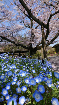 お堀の桜,wildflowers.megamikoさん,桜フォトコンテスト,2020,橋本屋賞