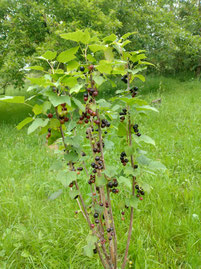 schwarzer Johannisbeerstrauch, eingebettet in unsere Obstwiese
