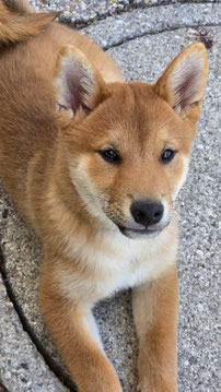 Deckrüde FCI Shiba