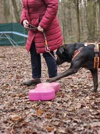 MindDog in der Hundeschule Heusenstamm, Dietzenbach, Offenbach, Rodgau, Obertshausen, Neu-Isenburg, Dreieich, Rödermark