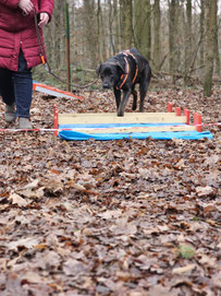 MindDog in der Hundeschule Heusenstamm, Dietzenbach, Offenbach, Rodgau, Obertshausen, Neu-Isenburg, Dreieich, Rödermark