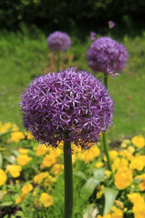 小田原フラワーガーデン③