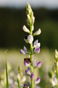 Bio-Süßlupine 