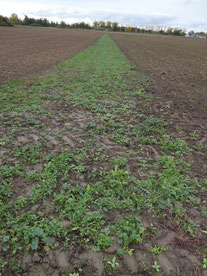 Über dem Hirsland (GG-Ost)