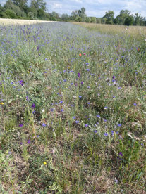 Im Neuen Feld (Berkach)