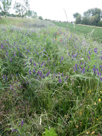  Blaue Zaunwicke