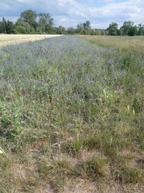 Im Neuen Feld (Berkach)