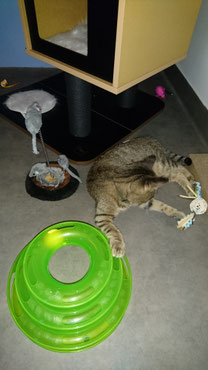  pension pour chat, cat boarding, maison pour chatchattterie, pension féline, chat, confort climatisée