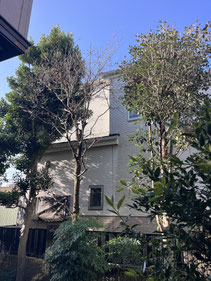 八王子市で剪定する植木屋「纏造園」