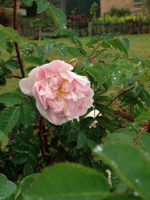 Eine rosa blühende Rose umgeben von grünen Rosenblättern die mit Regentropen benetzt sind.