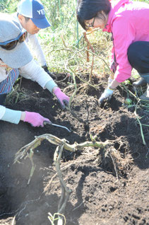 トマト　草生栽培　クローバー　自然栽培　農業体験　体験農場　野菜作り教室  さとやま農学校　