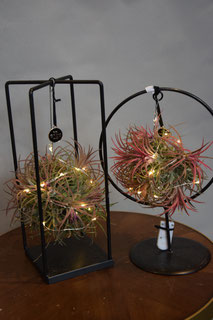 23. Tillansia frame €22,50