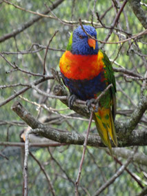 Bild: Parc des Oiseaux