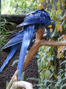 Bild: Parc des Oiseaux