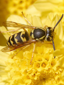 Wasp fly home Wespe auf Blüte Wespenspray