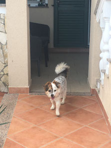 Suite Zveretter, Hunde gerne gesehen