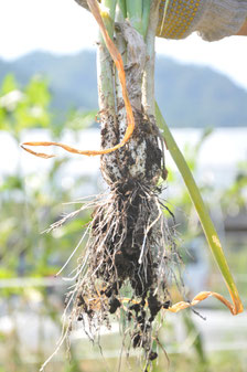 九条ネギ　自然栽培　農業体験　体験農場　野菜作り教室