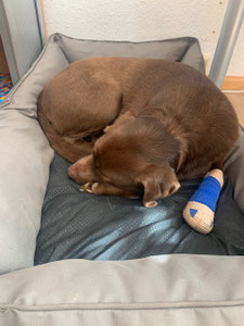 Paula ist verletzt
