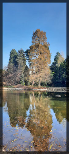Spiegelungen im Botanischen Garten Bonn