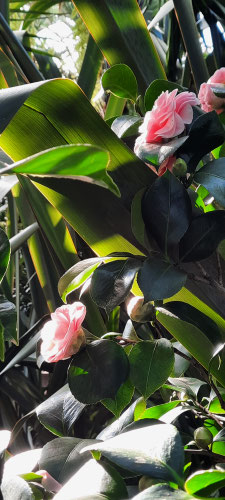 Kamelienblüte im Subtropenhaus