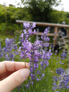 Lavendel