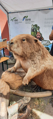 LVR-Insider: Ein Wiedersehen gibt es mit Biber LOU im LVR Niederrhein Museum in Wesel