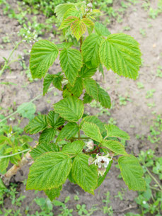 Die Himbeeren im Frühjahr