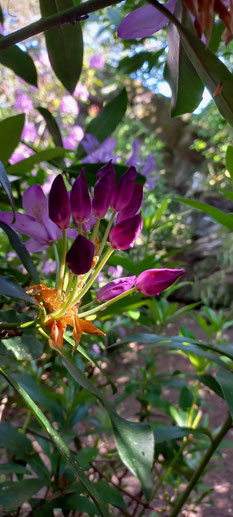 Trésor du Jardin des Affolettes